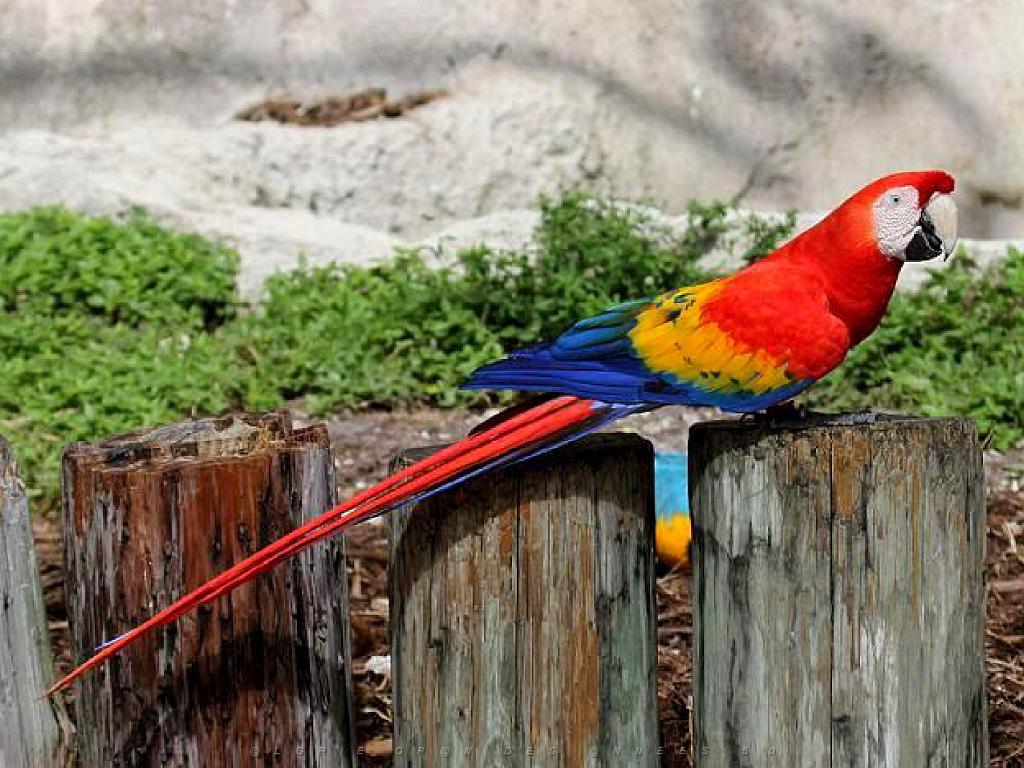 101PARC AUX OISEAUX DANS L AIN 2016 3_000017.jpg